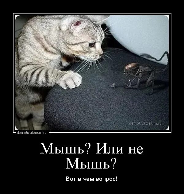 Выборы мышь. Мышь демотиватор. кот и мышь демотиваторы. смешные демотиваторы про мышей. шутки афоризмы приколы про мышь.