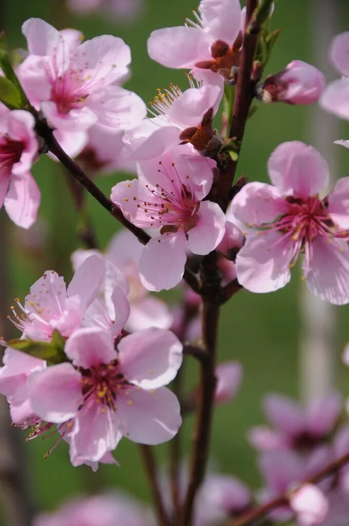Сакура персик. Nectarine blossoms. Nectarine blossom. Сакура персик. Peach blossom phuket.