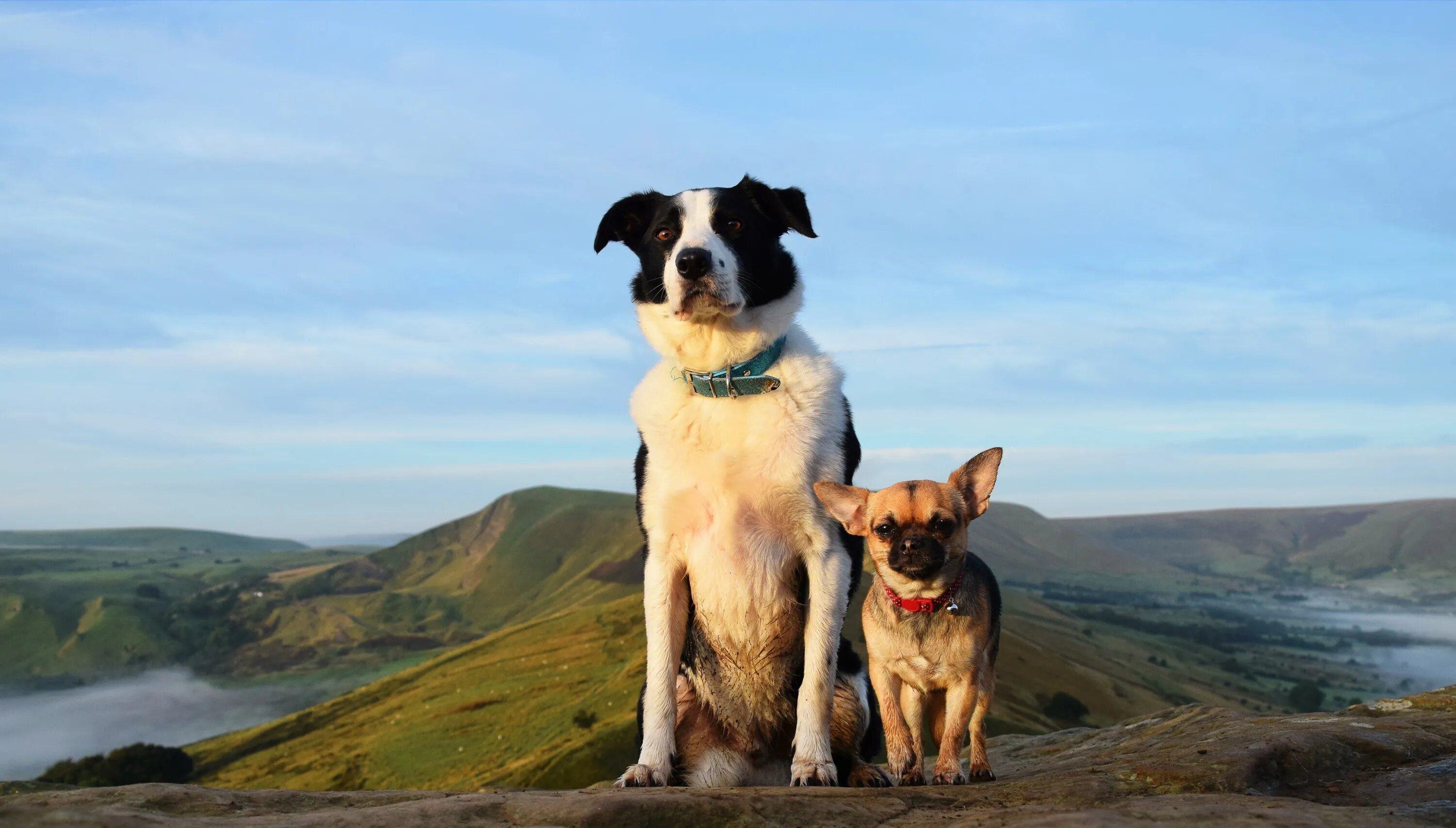 We two dogs. Собаки. Две собаки. Две собаки сидят. Картинки собак.