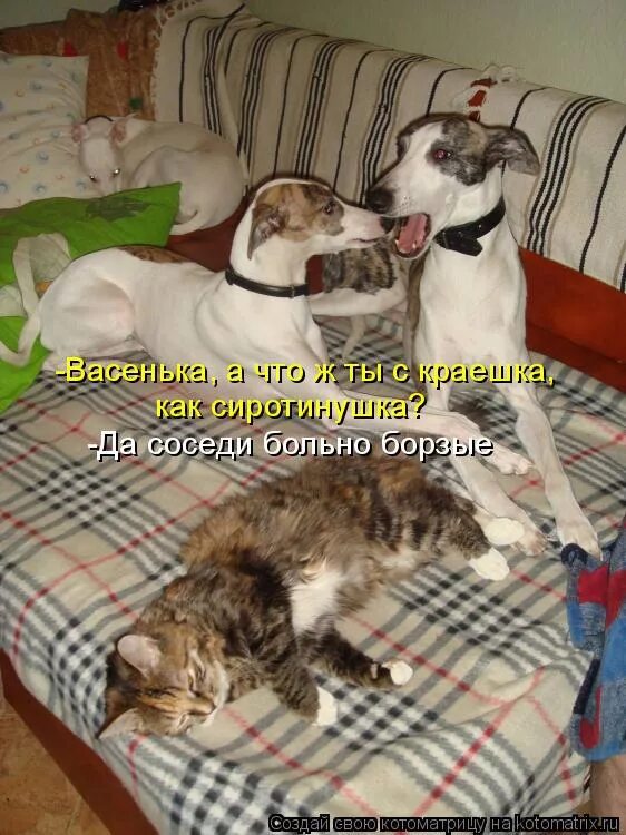 больные соседи. котоматрица, пес и кот. базилевская психиатрическая больница. психиатрическая больница. реабилитация пожилых.
