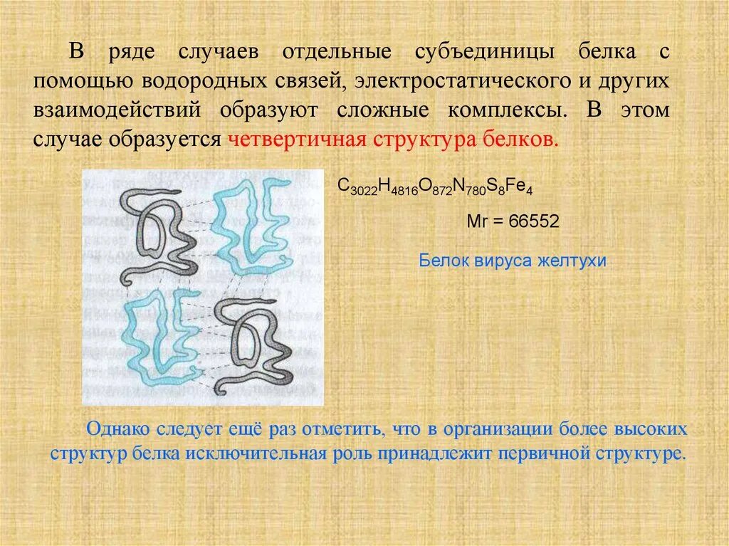 Субъединицы в составе белка. Субъединицы белков. Строение рибосом и их функции. Субъединицы белков. Четвертичная структура белков.