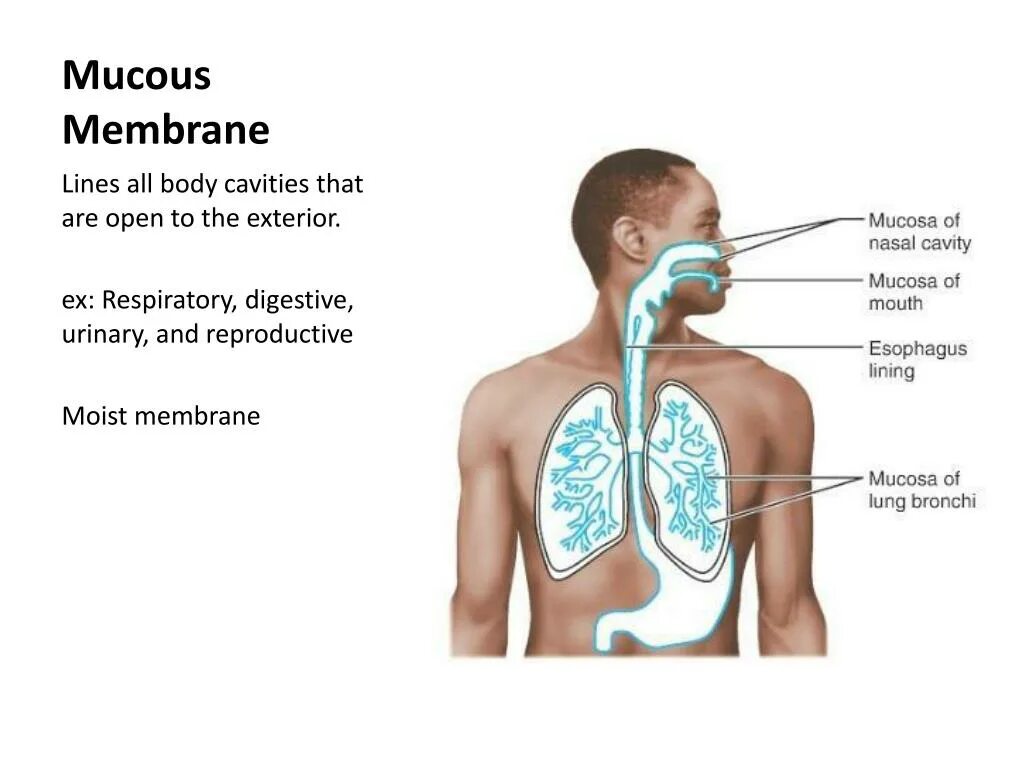 Membrane перевод. The mucous membrane of the respiratory tract.