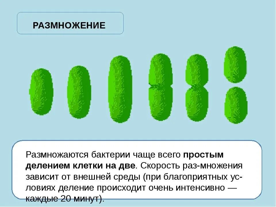 Число бактерии