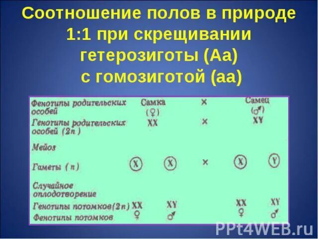 Рассчитайте частоту гомозигот. Гомозигота и гетерозигота это. Гетерозигота обозначается. Скрещивание гетерозигот. Дигетерозигота по 2 признакам сцепленного наследованя.