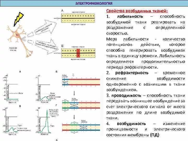 Характеристика возбудимых тканей в физиологии. Возбудимые ткани Общие свойства возбудимых тканей. Основные состояния возбудимых тканей их характеристика. Показатель проводимости возбудимых тканей. Какие клетки обладают возбудимостью и проводимостью