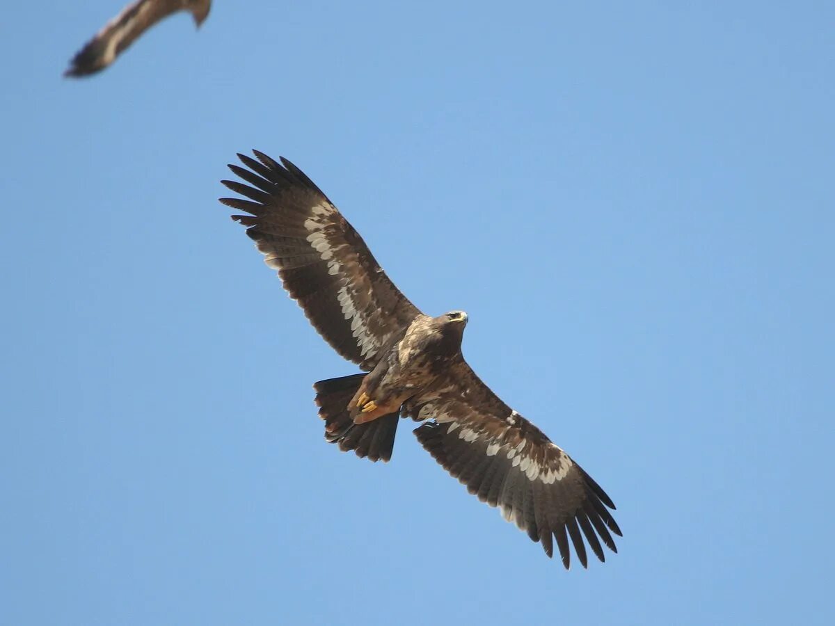 Степной Орел. Степной Орел в Башкирии. Степной Орел птица. Степной Орел в Казахстане. Орел степная птица
