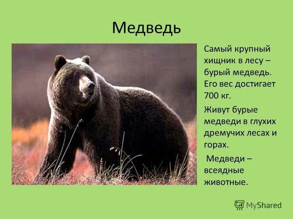 Информация о медведе. Описание медведя. Описание медведя для детей. Бурый медведь характеристика.