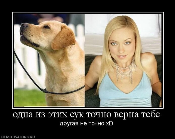 Есть слово сук. Собака лучше девушки. Самка собаки прикол. Картинка сук. Девушка и собака прикол.
