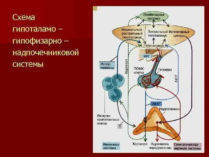 Гипоталамо-гипофизарная система и стресс. Регуляция гипоталамо-гипофизарной системы физиология. Гипоталамо-гипофизарно-адреналовая система. Схема гипоталамо-гипофизарной надпочечниковой системы.