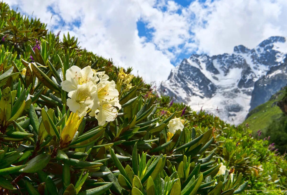 Северная осетия цветы. Рододендрон кавказский. Рододендрон высокогорный. Рододендрон кавказский высокогорный. Рододендрон кавказский заповедник.