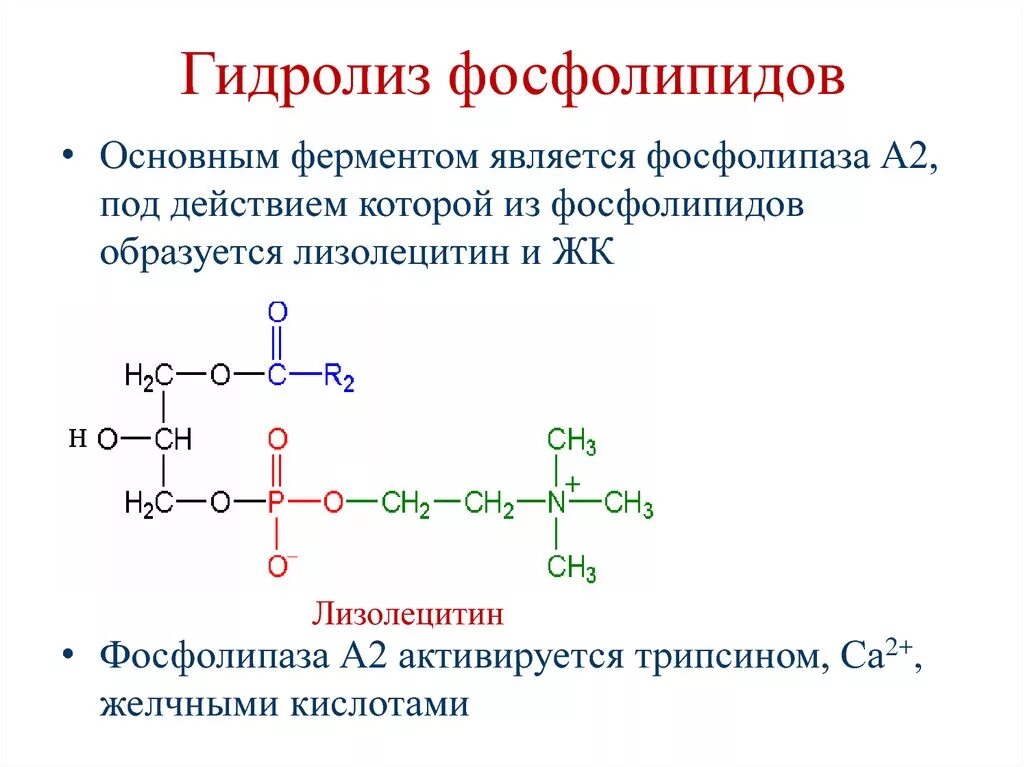 Фосфолипаза а 1 продукт. Гидролиз фосфолипидов фосфолипазой а2. Механизм переваривания липидов биохимия. Переваривание фосфатидилхолина. При ферментативном гидролизе фосфатидилэтаноламина образуются:.