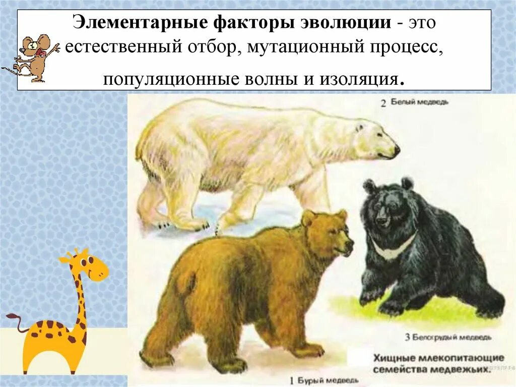 Бурый медведь порядок. Правило Бергмана медведи. Семейство Медвежьи представители. Представители хищных млекопитающих медведей. Белый и бурый медведь.