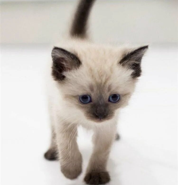 Сиамские котята. Котёнок сиамский тайский 1 месяц. Сиамская кошка. Кошки маленькие. Кот живой купить