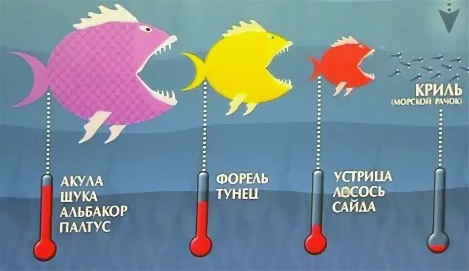 В какой рыбе содержится ртуть. Ртуть в рыбе. содержание ртути в рыбе. содержание ртути в рыбе таблица. нормы содержания ртути в рыбе.