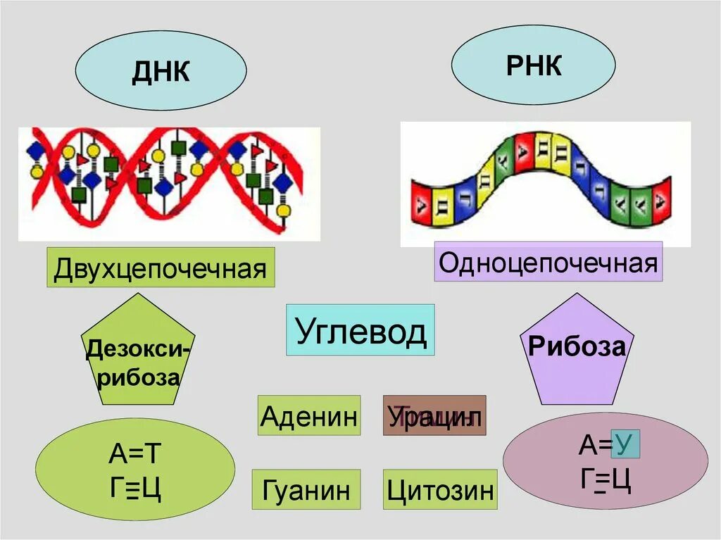 Углеводы днк и рнк. Нуклеиновые кислоты ДНК И РНК 10 класс. РНК одноцепочечная или двухцепочечная. Нуклеиновые кислоты биология 9 класс. ДНК И РНК биология 9 класс.