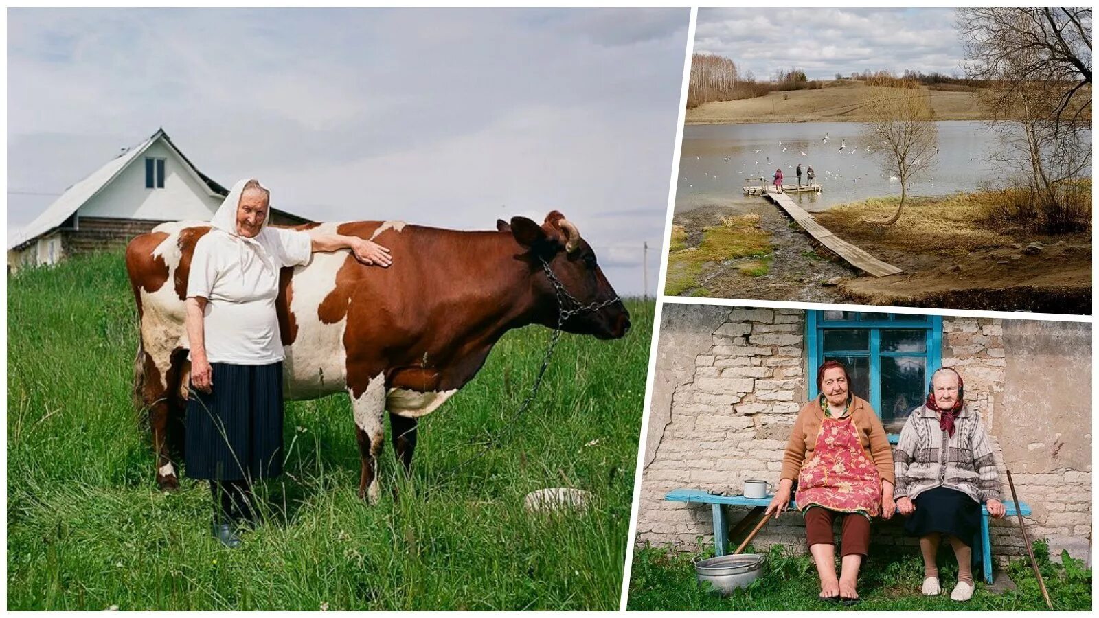 Деревня с 1 жителем. Коровы в деревне. Корова в селе. Сельские коровы. Сельские жители.