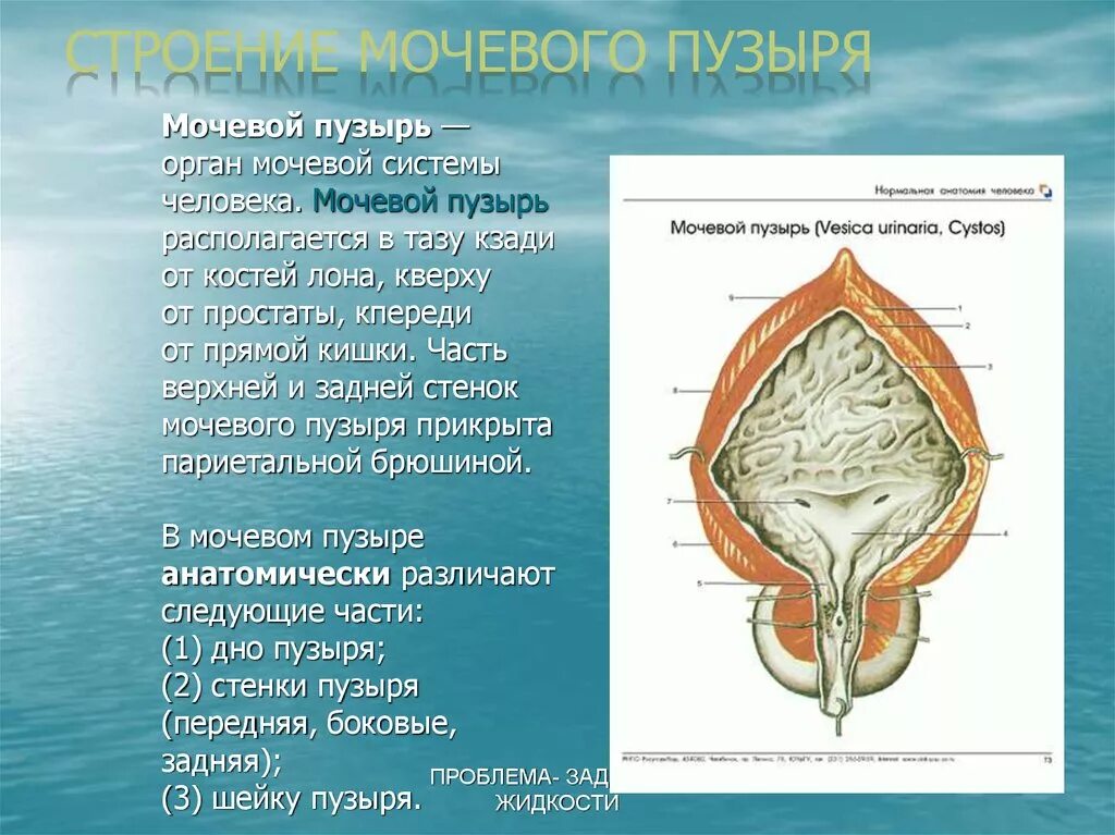 Мочевой пузырь выполняет функцию. Мочевой пузырь строение расположение функции. Внешнее строение мочевого пузыря. Наружное строение мочевого пузыря анатомия. Схема строения мочевого пузыря человека.