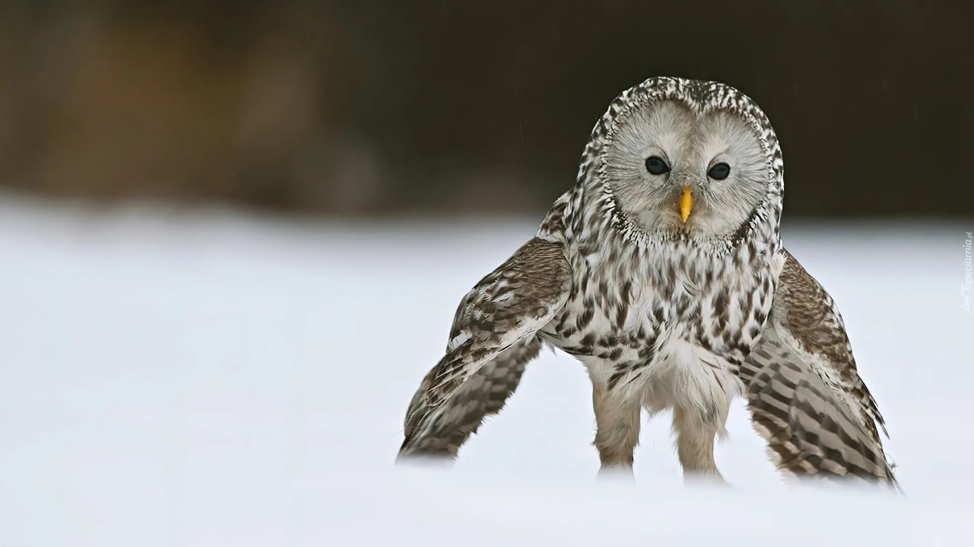 Сова утром в снегу. Сова в сугробе. Сова в сугробе. Совенок и снег. Совы полярные.