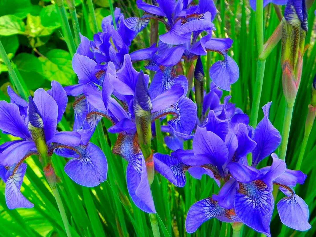 Мелкие ирисы. Мелкие ирисы. Ирис сибирский iris sibirica. Ирис узколистный. Ирис мелкоцветковый синий.