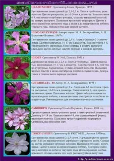 Почему не выходит клематис