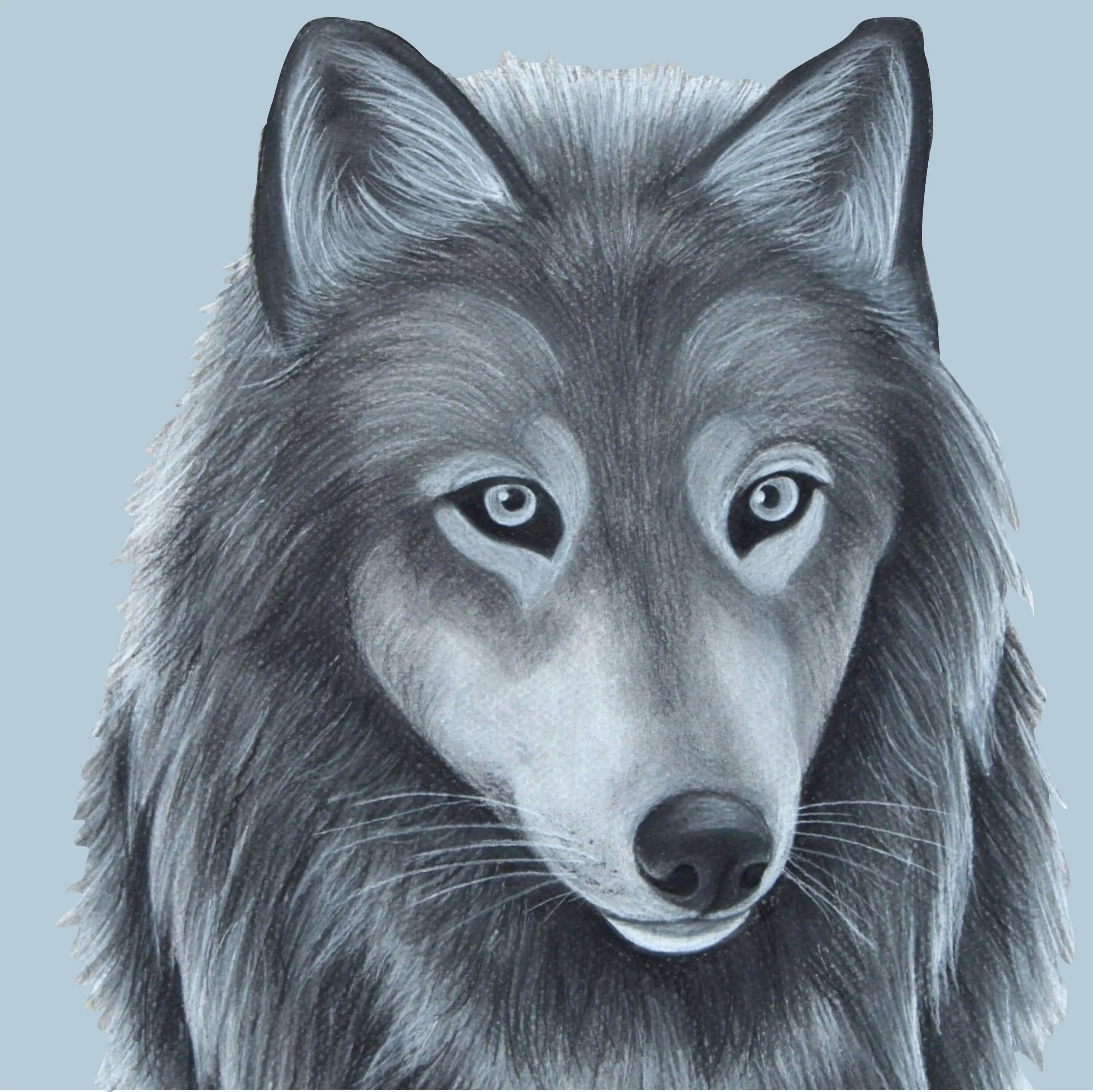 Картинки волка рисунки. Волк рисунок. Воля рисунок. Морда волка. Нарисовать волка.