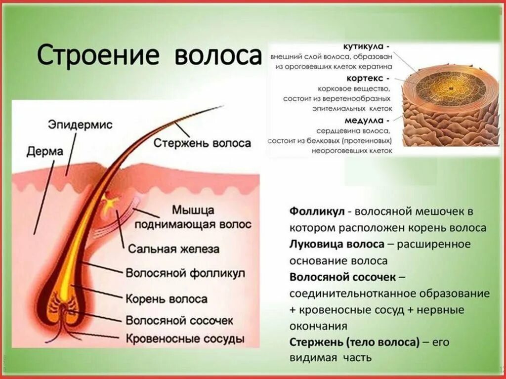 Какая бывает структура волос. Строение волоса биология 8. Строение волоса человека биология. Строение луковицы волоса человека. Строение корня волоса.