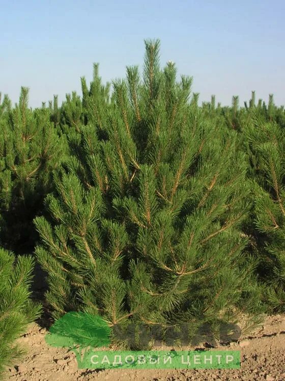 Виды сосенок. Pinus nigra rockley. Крона сосны обыкновенной. Сосна обыкновенная брунс. Сосна румелийская- pines peuce.