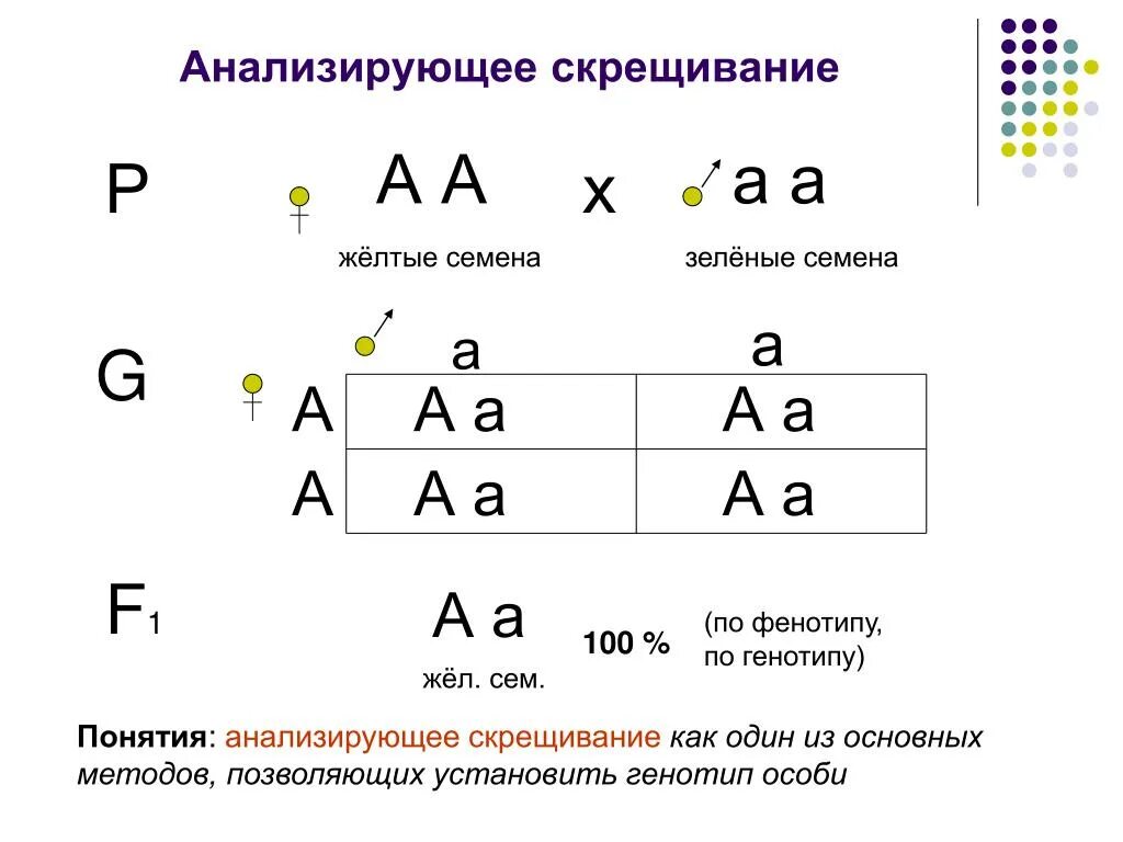 Каков генотип особи аа. Анализирующее дигибридное скрещивание. Анализирующее скрещивание закон Менделя. АА Х АА скрещивание. Анализирующее скрещивание задачи дигибридное.