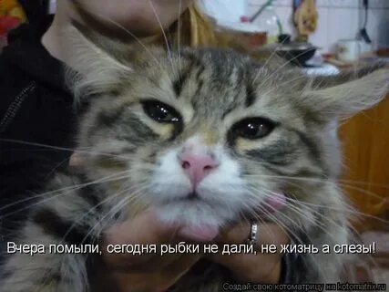 Не гладим