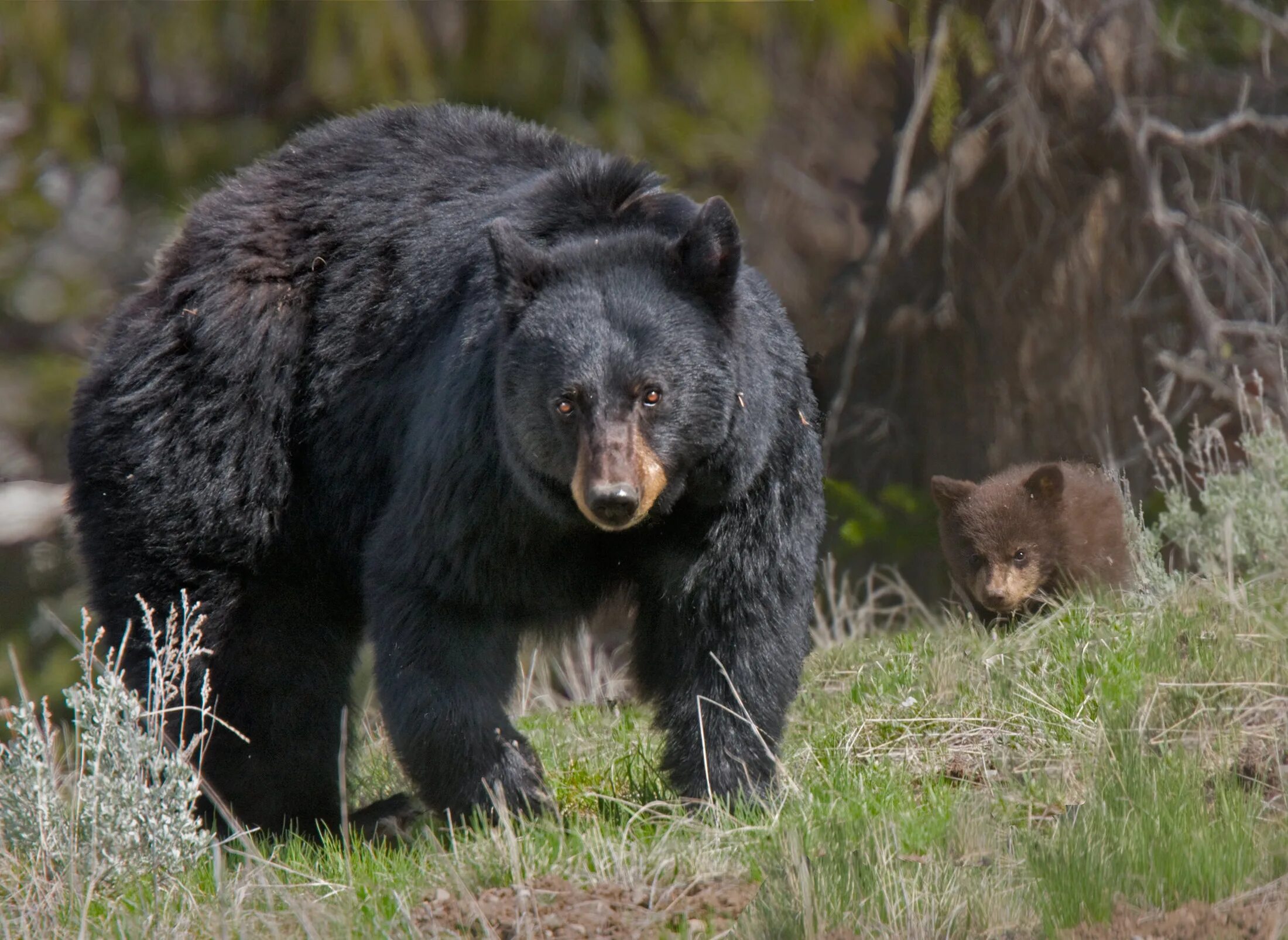 Опасны ли медведи. Бурый медведь Амурская область. Уссурийский бурый медведь. Амурский медведь. Медведь в лесу.
