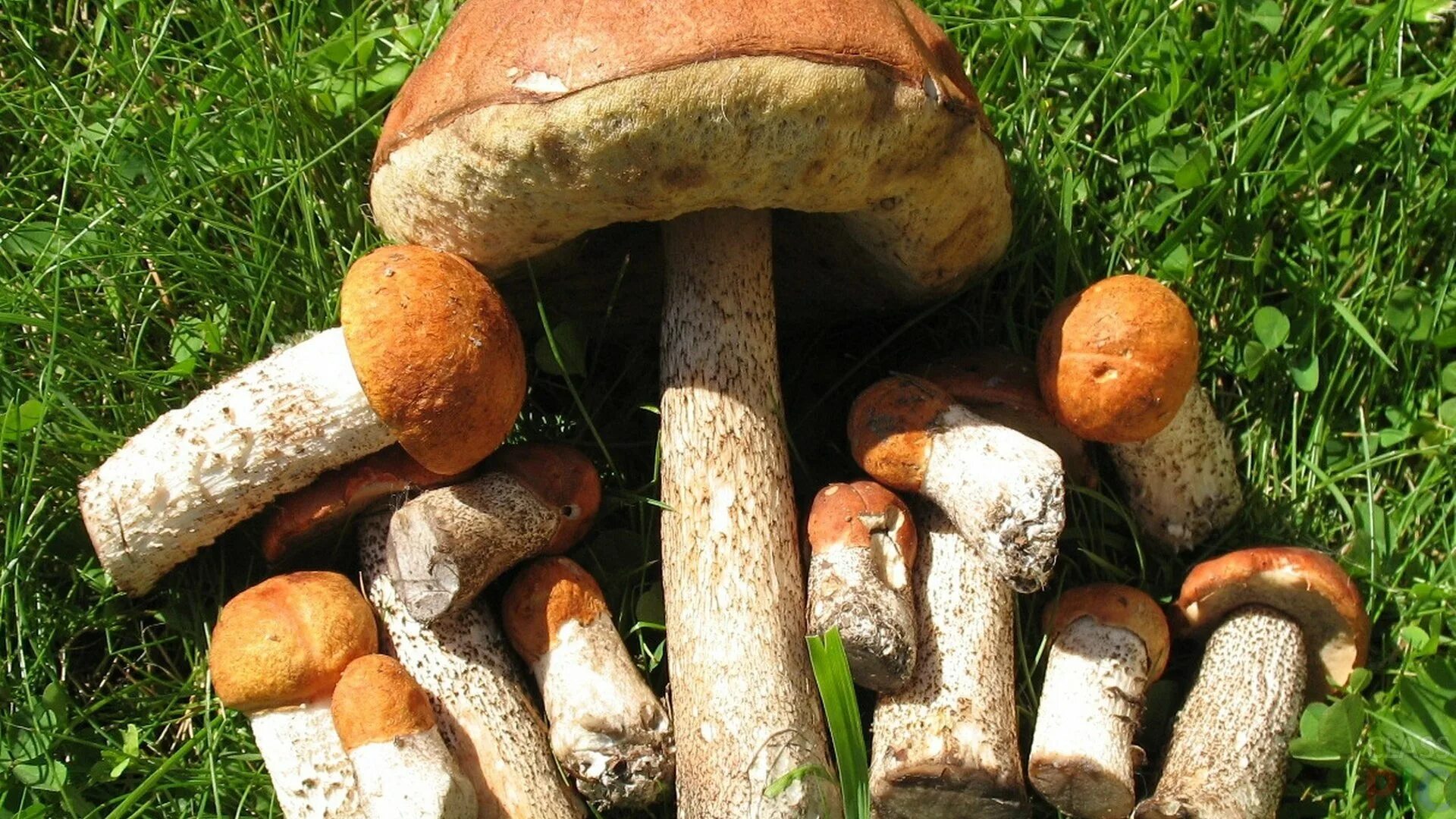 Как по другому называются грибы. Грибы. Грибы разные. Разновидности грибов. Виды съедобных грибов.