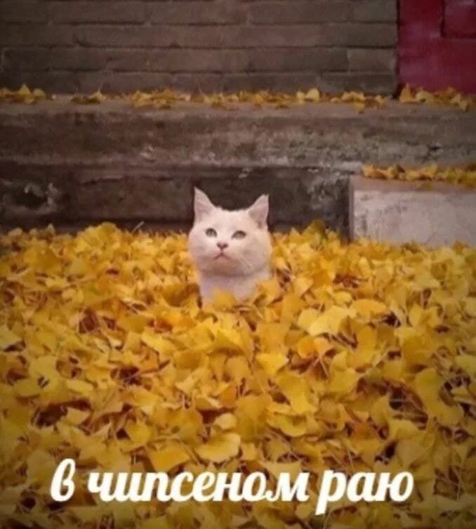 Цитаты про осень смешные. Пора утепляться на осень. Осень это не повод грустить это повод надеть красивую шапочку. Анимация осень не повод для грусти. Скоро закончится осень.