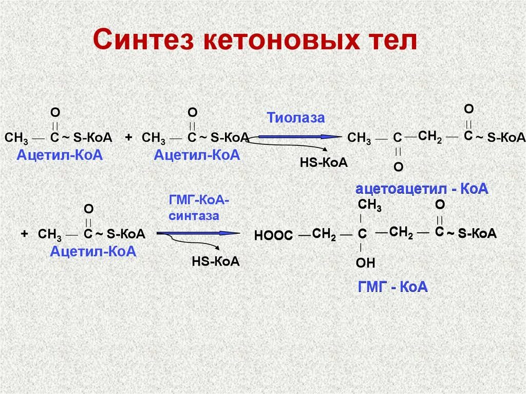 Реакция распада в организме. Синтез ацетоацетата из ацетил КОА. Синтез кетоновых тел. Синтез кетоновых тел биохимия. Кетоновый тел биохимия Синтез кетоновых.