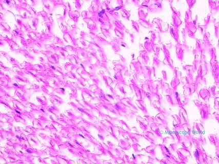 400x microscope