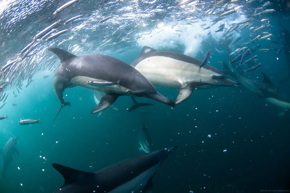 Sardine Run South Africa. Bryde's Whale feeding. Bryde Whale.