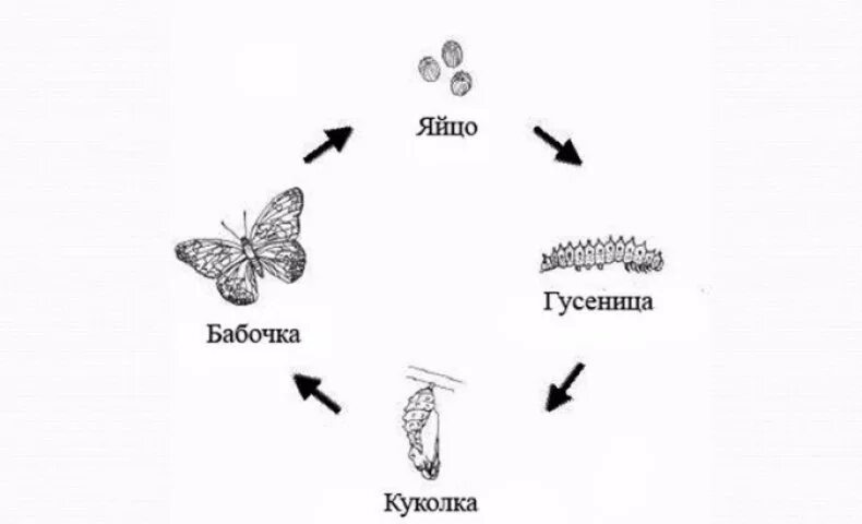 Развитие бабочки схема. Жизненный цикл бабочки капустницы. Цикл развития бабочки капустницы. Стадии жизненного цикла бабочки. Развитие бабочки капустницы схема.