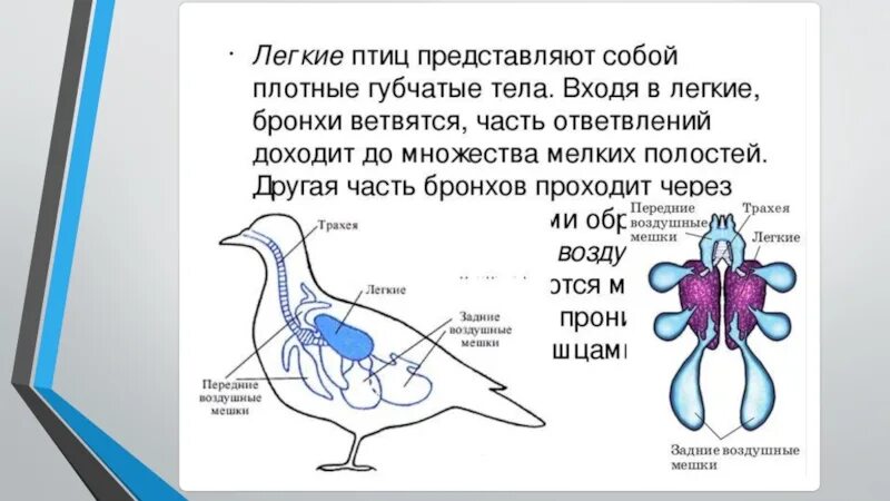 Форма легких птиц. Дыхат система птиц. Схема дыхательной системы птицы биология 7 класс. Дыхательное строение птиц. Строение дыхательной системы птиц.