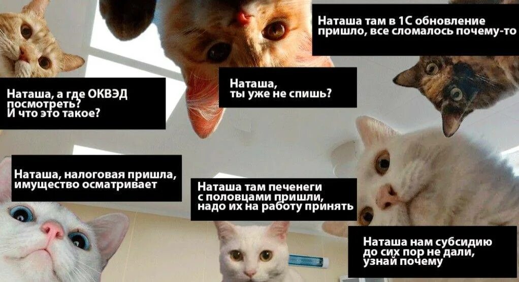 Кот Мем. Наташа и коты. Коты мемы. Наташа и коты мемы. Кошки пришла через