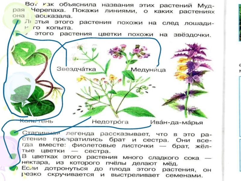 Окружающий мир 1 класс почему и зачем. Почему их так назвали 1 класс. Окружающий мир почему их так назвали. Почему их так назвали окружающий мир 1 класс. Почему их так назвали проект 1 класс.