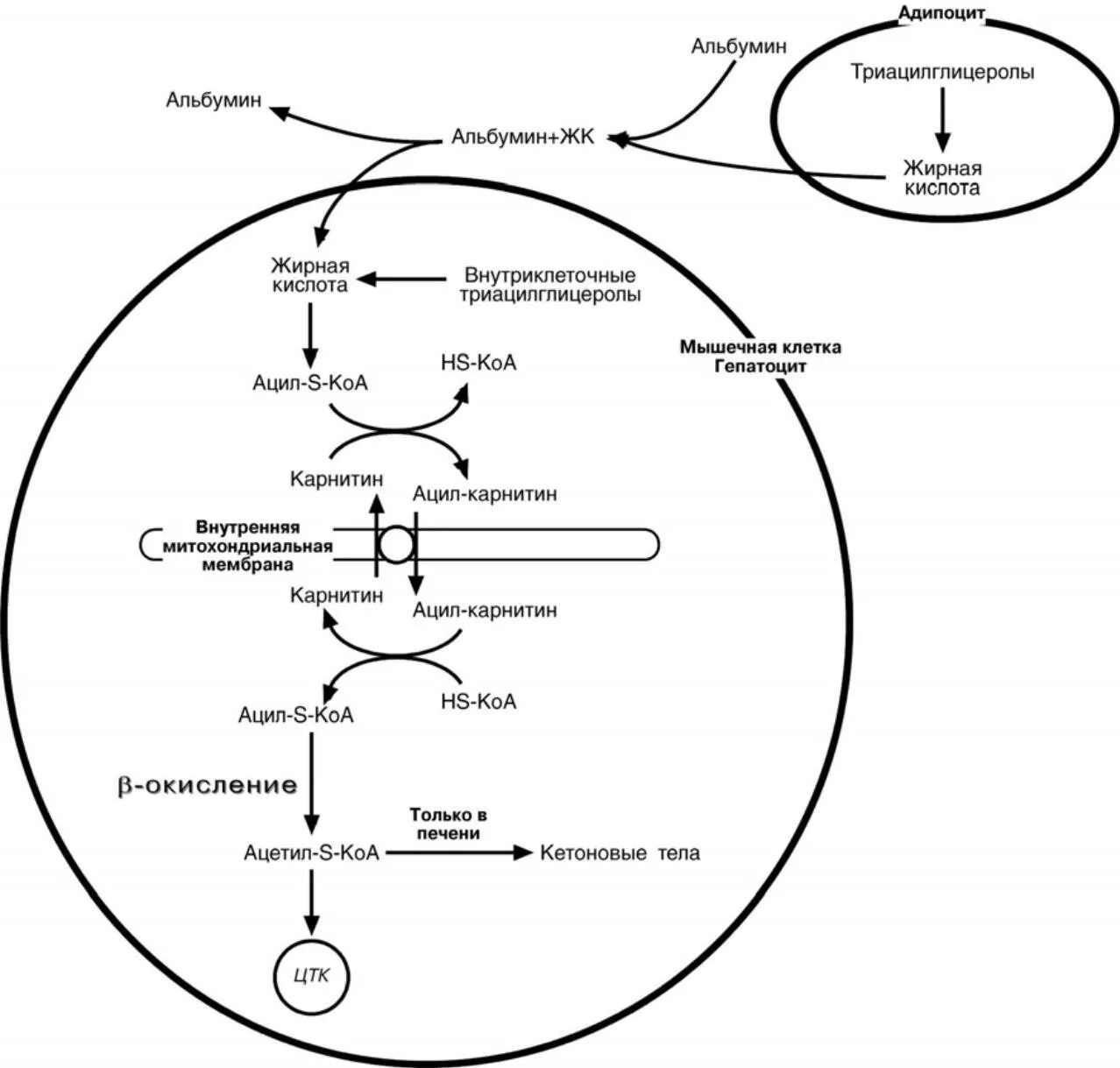 Жирные кислоты в печени. Схема липолиза биохимия. Схема мобилизации жира из жировой ткани. Процесс тканевого липолиза схема. Распад жиров биохимия.