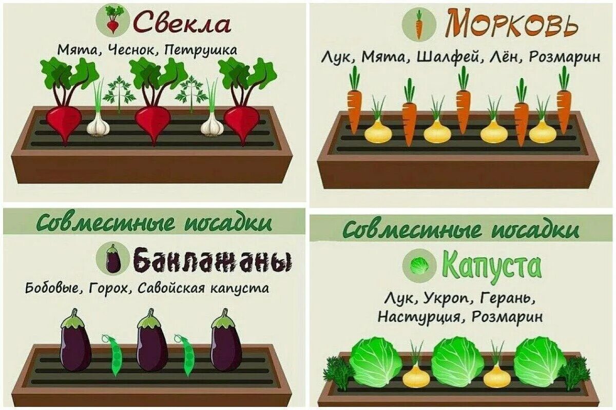 Огород дача советы. Сад и огород полезные советы. полезные советы для сада. советы садоводам. полезные советы для огородников.