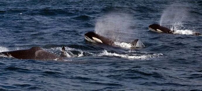 Нападение касаток. Касатки нападают на китов. Касатки охотятся на китов. Охота касаток на акул.
