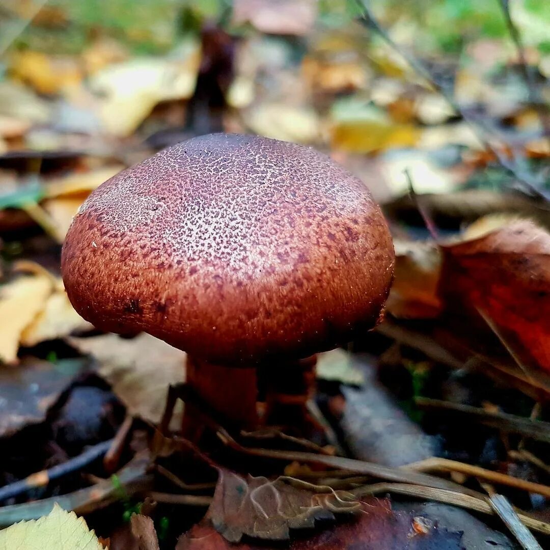 Fișier:2008-12-09 Boletus regius 2  Wikipedia