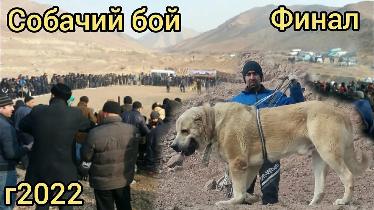 Саг чанг. Собачий бой Таджикистан 2022. Сагчанг алабай.