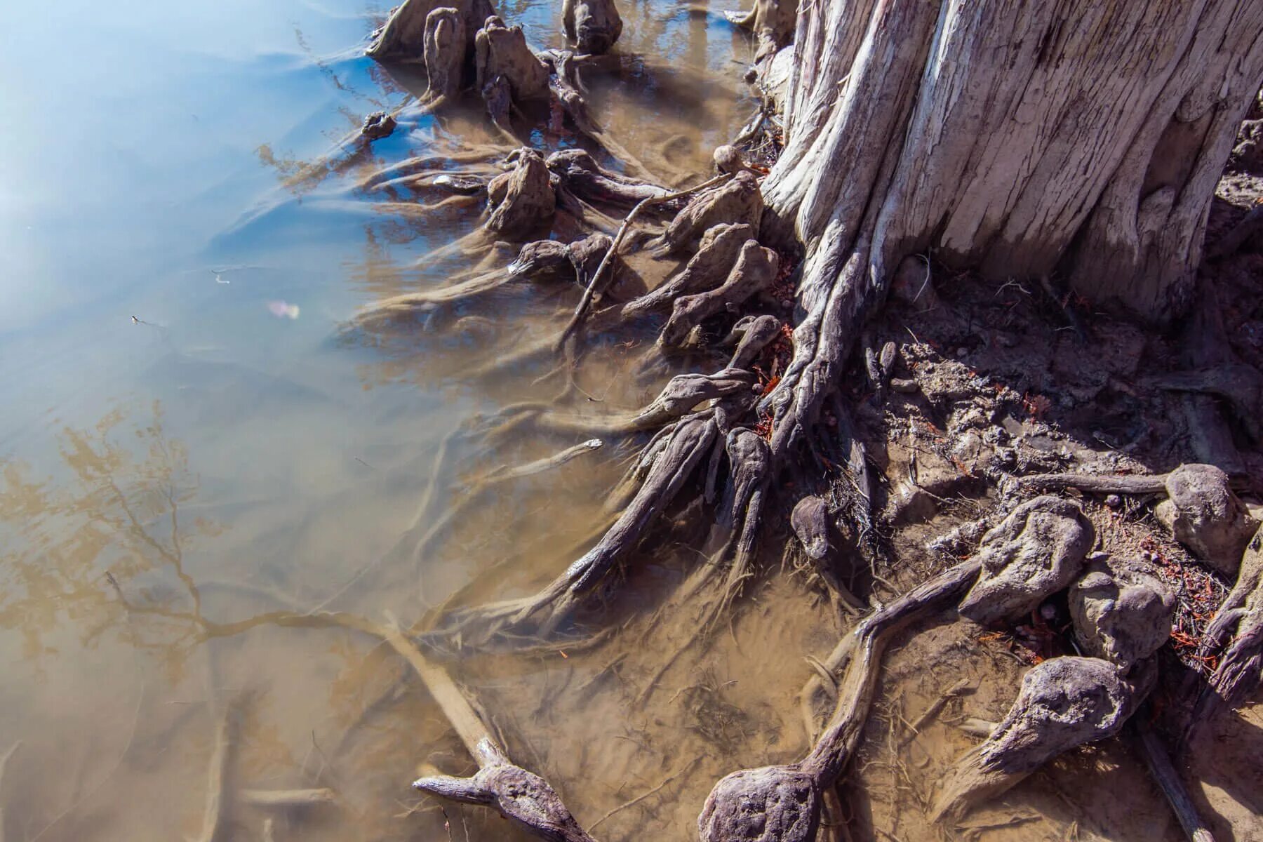 Змеиное озеро Сукко. Озеро Сукко змеи. Змеи на кипарисовом озере в Сукко. Сукко голубое озеро. Змеи в анапе в море