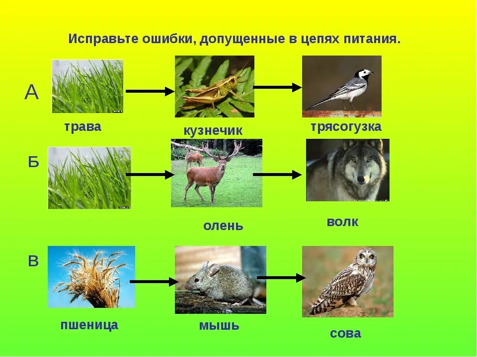 Составить цепи питания окружающий мир. Три цепи питания 5 звеньев. Цепь питания Луга 3 класс окружающий мир. 2 Цепочки питания животных. 2 Цепи питания характерные для Луга.