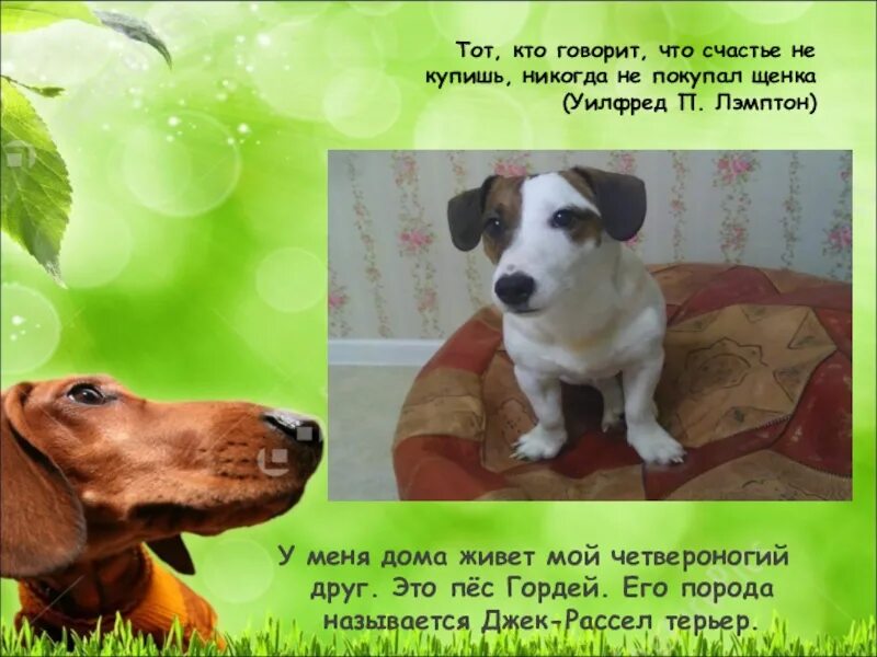Сочинение про кота. История собак. Проект про собак. Сочинение про кота 5 класс. Четвероногий друг презентация.