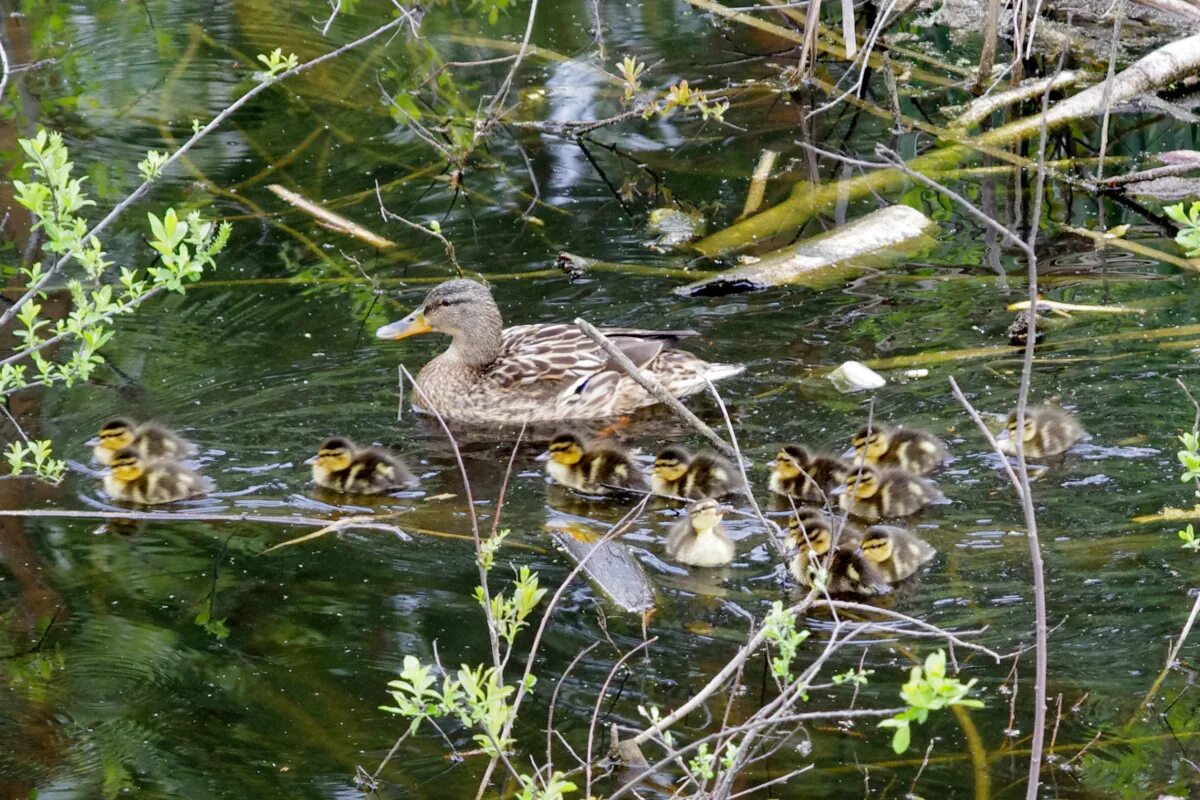Утка в заводи. Утки в камышах. Утиная заводь владивосток. Утка в заводи. Утка в заводи.