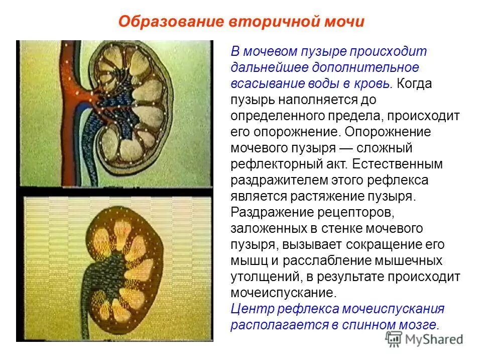 Образование первичной и вторичной мочи происходит. Строение первичной и вторичной мочи. образование вторичной мочи происходит в. вторичная моча. образование вешычной мочи.