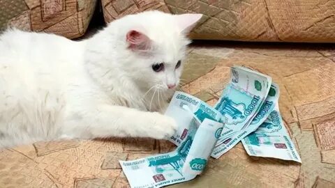 Кот финансист